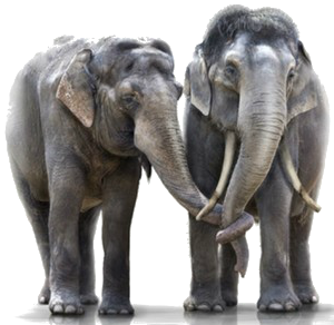 elefant_5.png