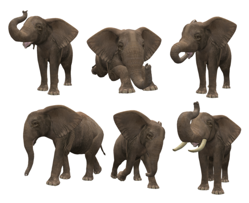 elefant_52.png