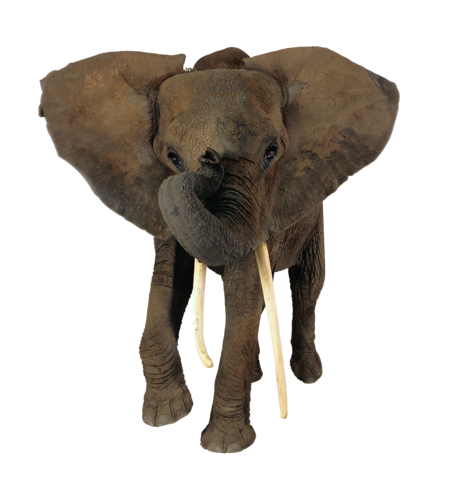 elefant_53.png