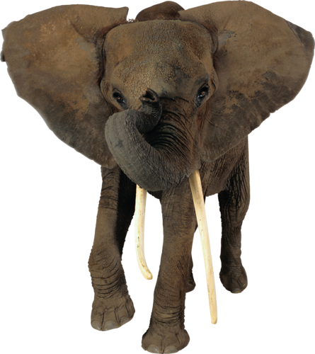 elefant_54.png
