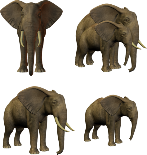 elefant_56.png