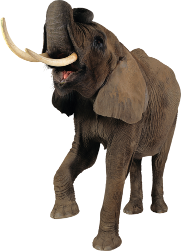 elefant_58.png