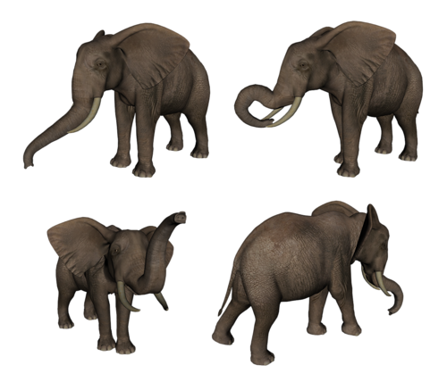 elefant_61.png