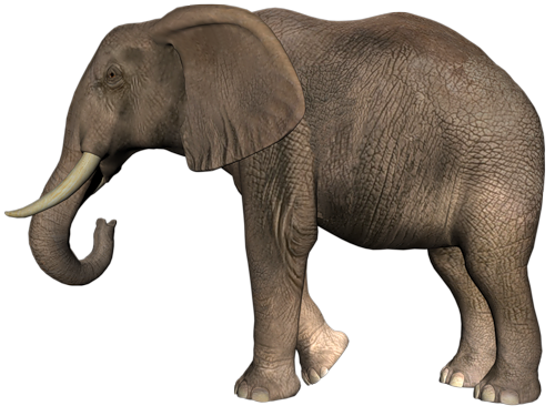 elefant_63.png