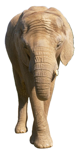 elefant_66.png