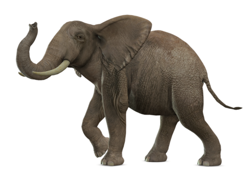 elefant_68.png