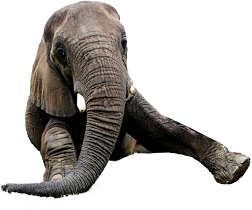elefant_71.png