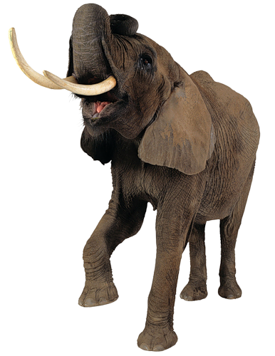 elefant_75.png
