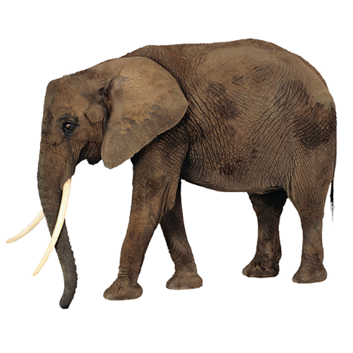 elefant_76.png