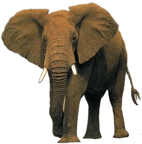 elefant_80.gif
