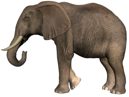 elefant_81.png