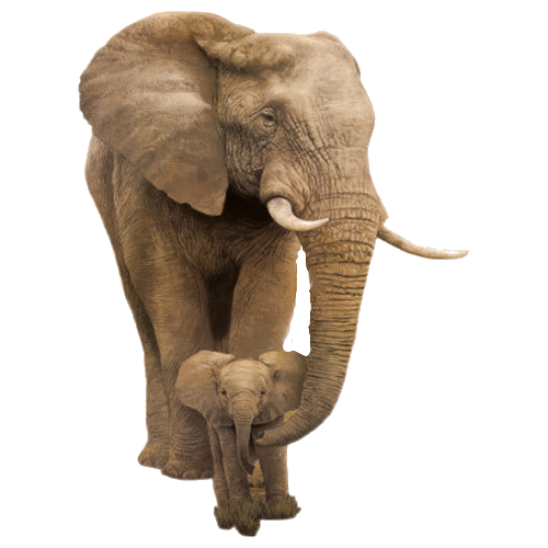 elefant_84.gif