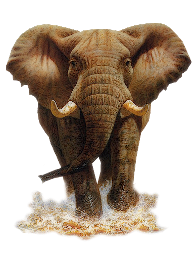 elefant_85.png