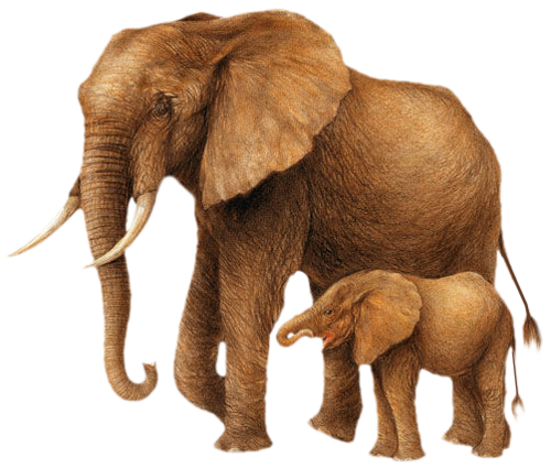 elefant_86.png