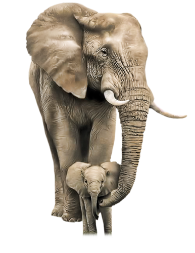 elefant_9.png