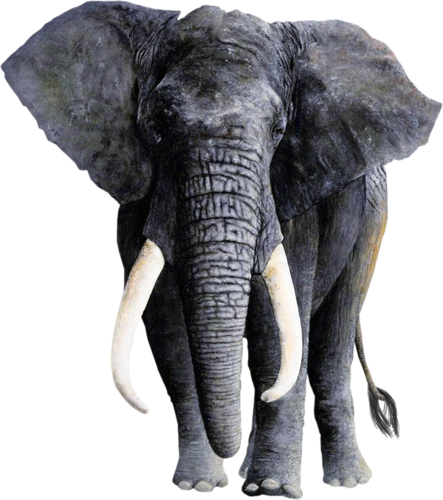 elefant_94.png