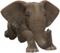 elefant_101