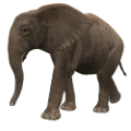 elefant_102