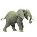 elefant_104