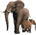 elefant_105