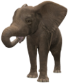 elefant_107