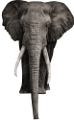 elefant_110