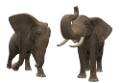 elefant_113