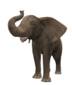elefant_114