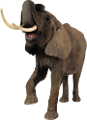 elefant_115