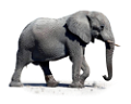 elefant_119