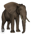 elefant_12