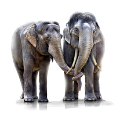 elefant_122