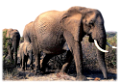 elefant_125