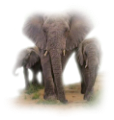 elefant_126