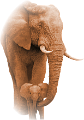 elefant_13