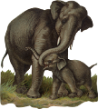 elefant_130