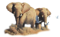elefant_131