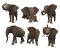 elefant_132