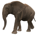 elefant_134