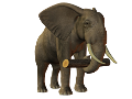 elefant_135