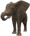 elefant_136