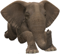 elefant_137