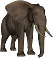 elefant_138