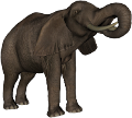 elefant_139