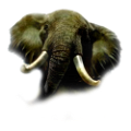 elefant_14