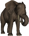elefant_140