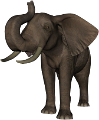 elefant_141