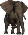 elefant_142