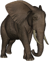 elefant_143