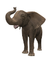 elefant_146
